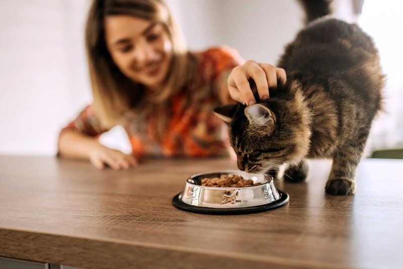 Cách chọn đồ ăn cho mèo dạng hạt chuẩn xác