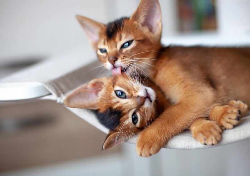 Tiêu chí chọn đồ ăn cho mèo lông dài